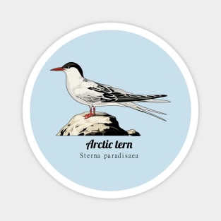 Arctic tern Magnet